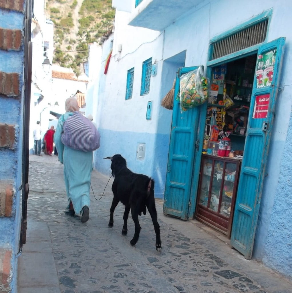Chaouen, cabra