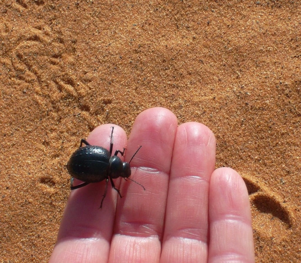 escarabajo
