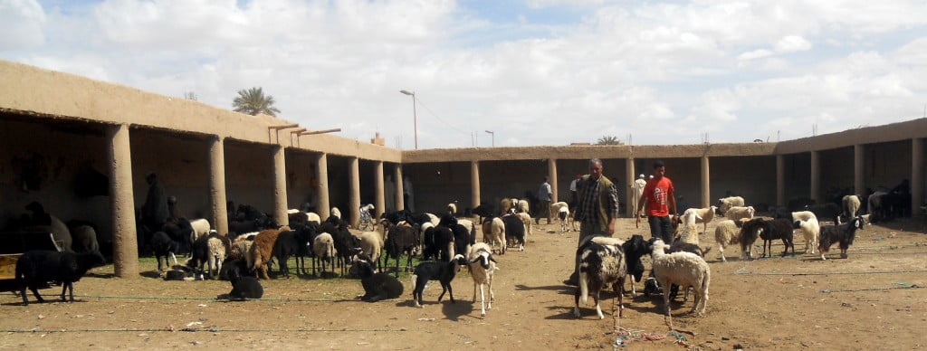 mercado-de-animales-rissani