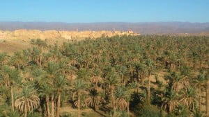 palmeral